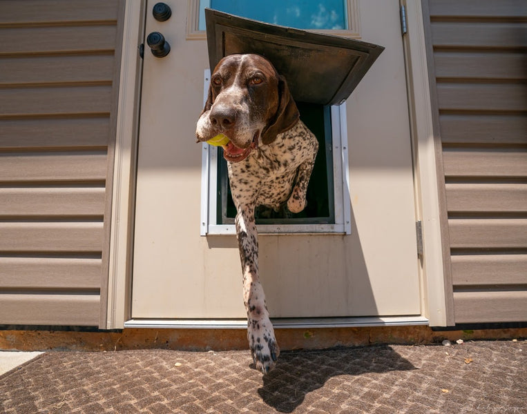 Meet the Winners of Our Pet Door Photo Contest!