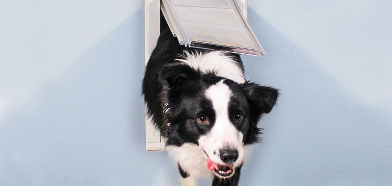 Choosing a Pet Door: Common Concerns & Solutions