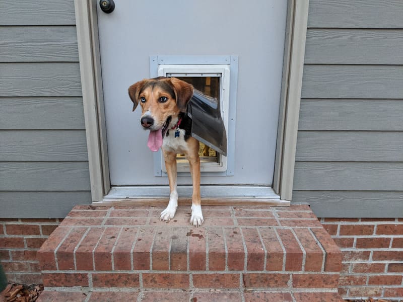 High Tech, Endura Flap & Hale Reviews Pet Door Reviews
