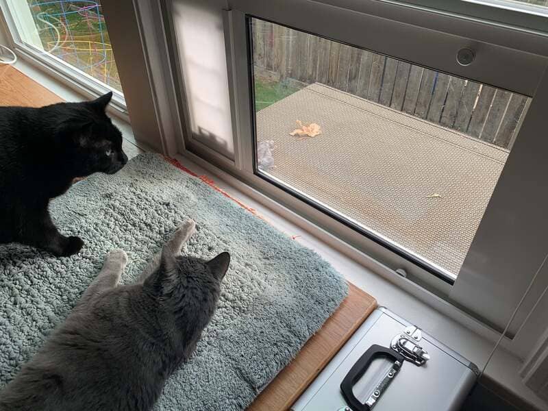 Everything You Need to Know About Cats Using Dog Doors