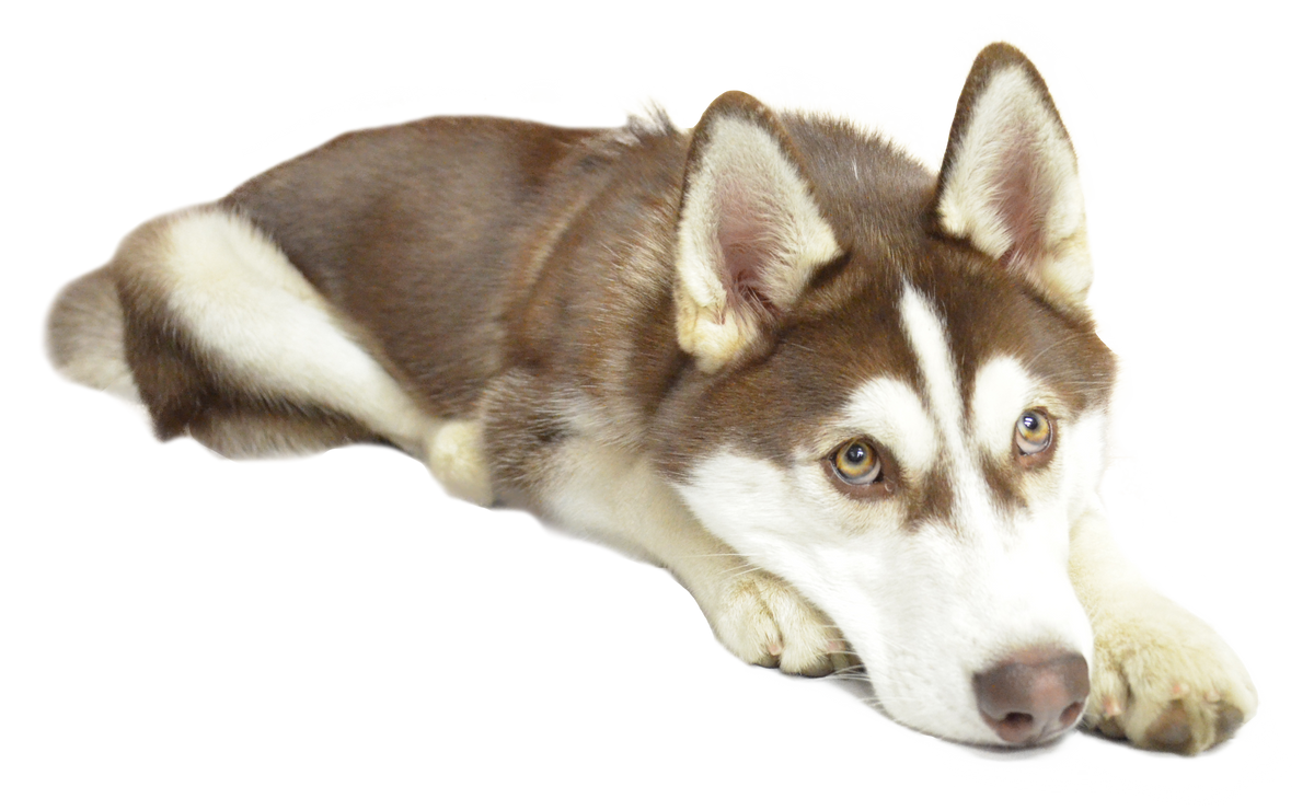 Adding an Electronic Dog Door Timer Lock for Door