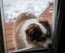 A brown and white dog looks through a dog door into a snowy yard.
