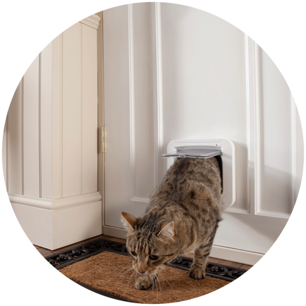 A tabby cat walks through a cat door in a white door.