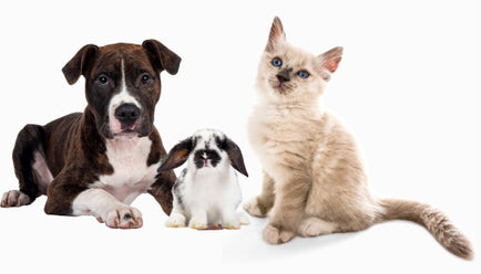 The image shows a dog, rabbit, and cat together on a white background.