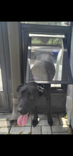 A black dog is walking through a pet door.