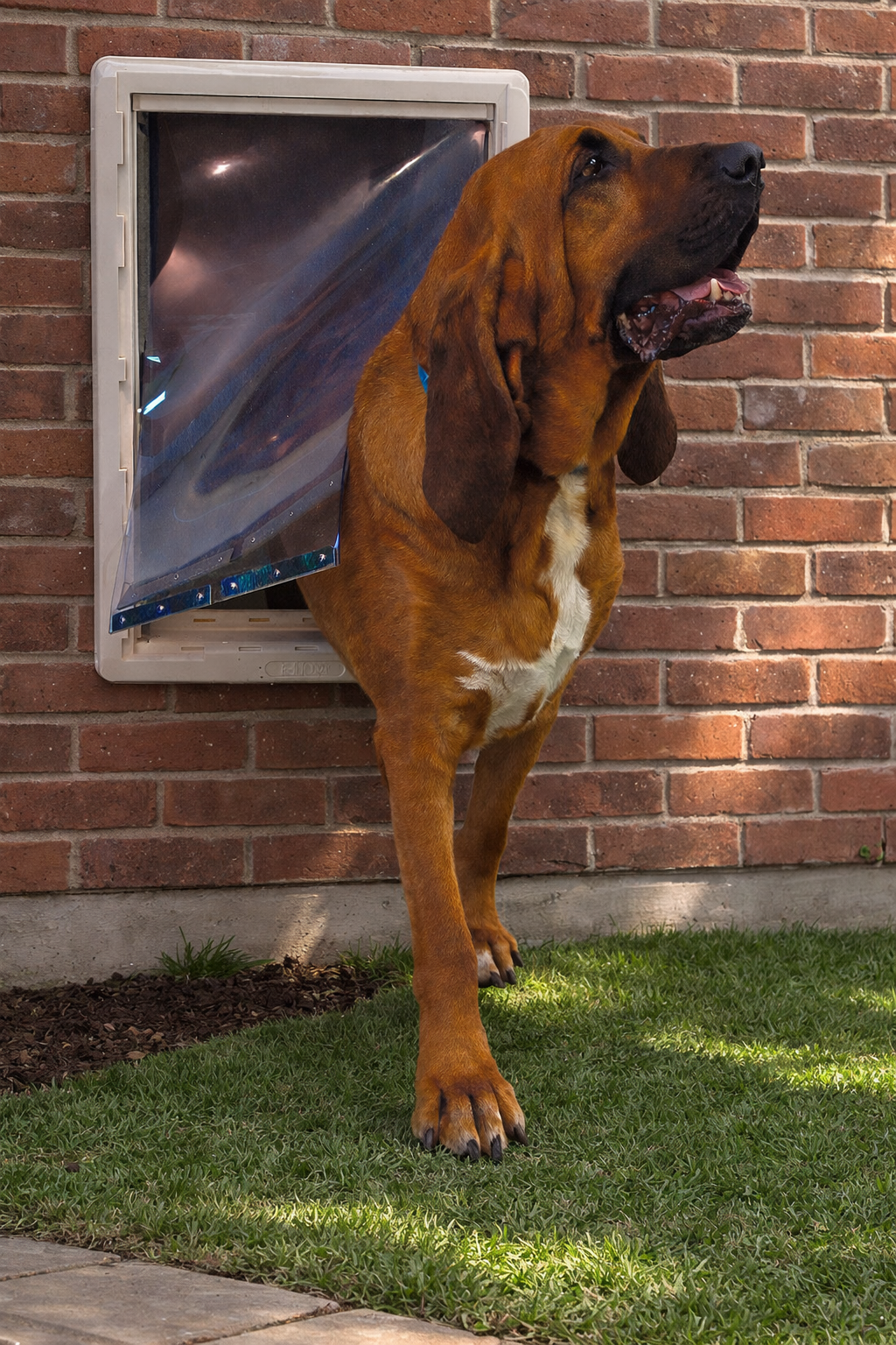 Ideal Ruff Weather and Protector Pet Doors Replacement Flap