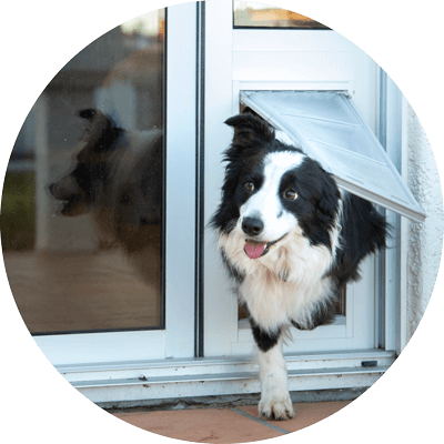 A dog is coming through a dog door.