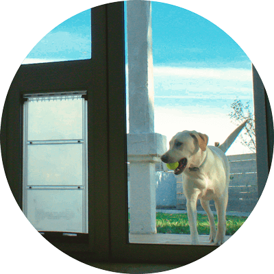 A Labrador Retriever walks through a door with a dog door holding a tennis ball.