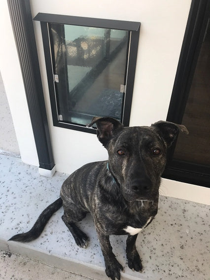 A brindle dog sits on a concrete step next to a dog door in a white wall.
