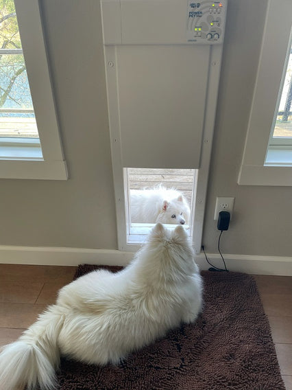 A fluffy white dog looks at another fluffy white dog through a white electronic pet door.