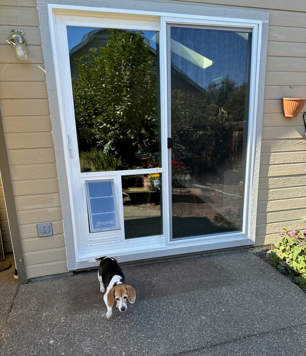 A beagle stands in front of a sliding glass door with a dog door insert.