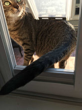 A tabby cat halfway through a cat door.