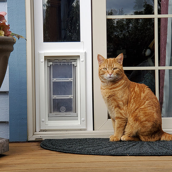 An orange tabby cat sits on a doormat next to a pet door in a glass door.