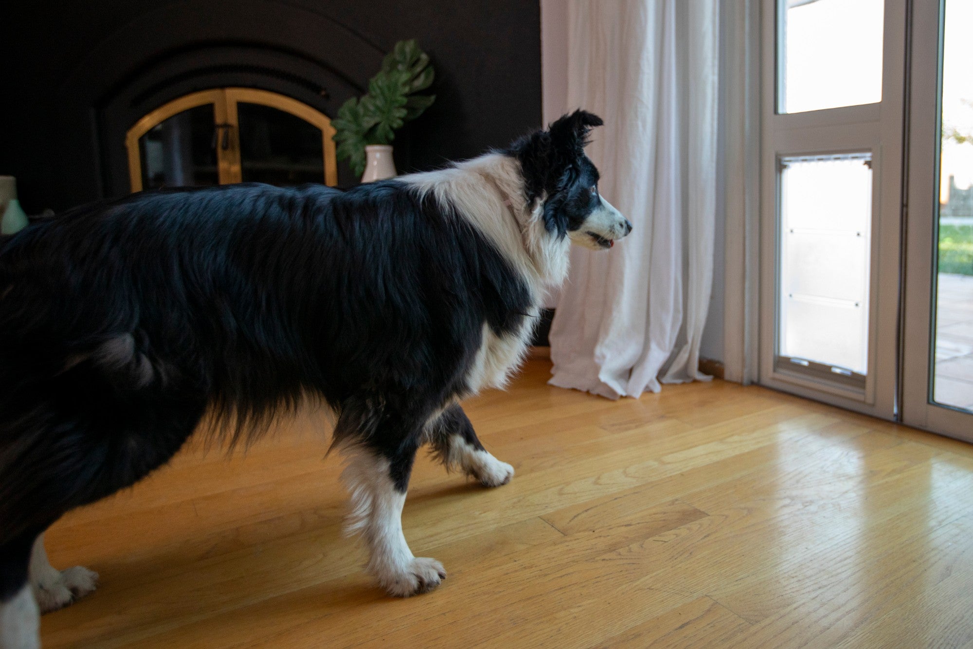 Petdoors