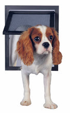 A Cavalier King Charles Spaniel stands in an open pet door.
