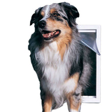 An Australian Shepherd dog is coming through a dog door.