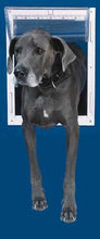 A grey Great Dane is going through a dog door.