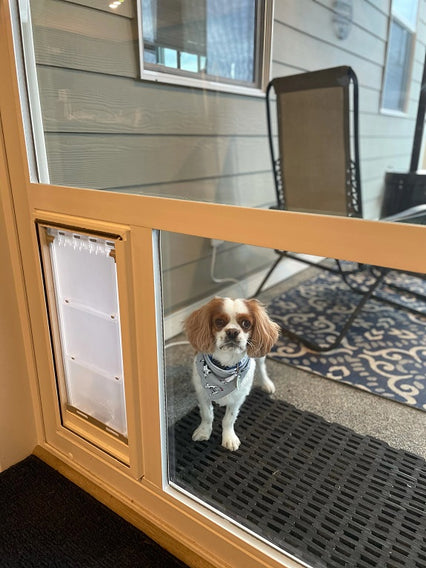 A Cavalier King Charles Spaniel wearing a bandana stands by a glass door with a doggie door insert.