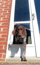 A brown and white spotted dog is stepping through a dog door.