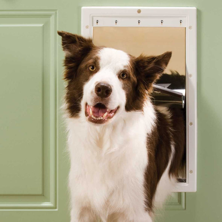 A brown and white dog sticks its head through a dog door.