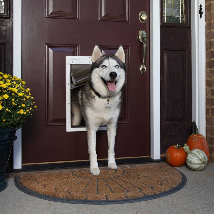A husky dog stands halfway through a dog door in a maroon front door.