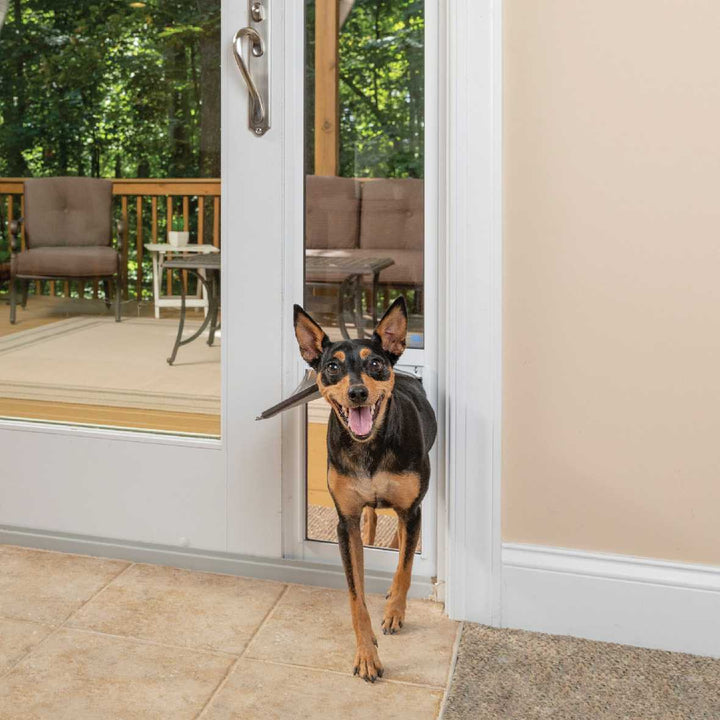 A small black and brown dog walks through a dog door in a glass patio door.