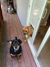 Two dogs on a wooden deck; one looking through a dog door in a sliding glass door.
