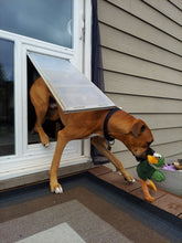 A brown dog with a black collar is exiting a dog door with a green duck toy in its mouth.