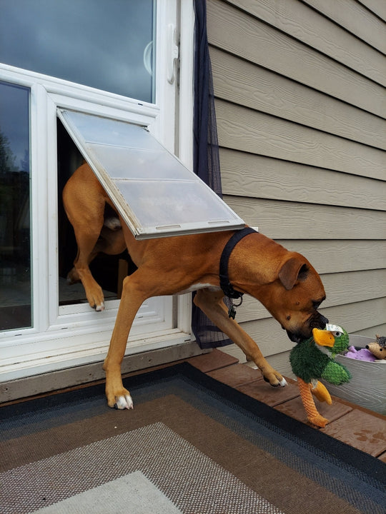 A brown dog with a black collar is exiting a dog door with a green duck toy in its mouth.