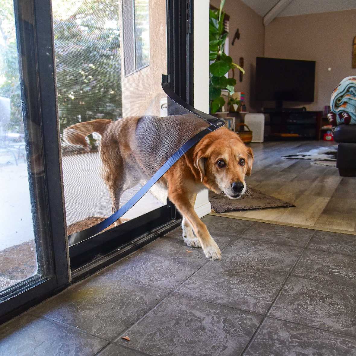 A brown dog walks through a pet door in a screen door.