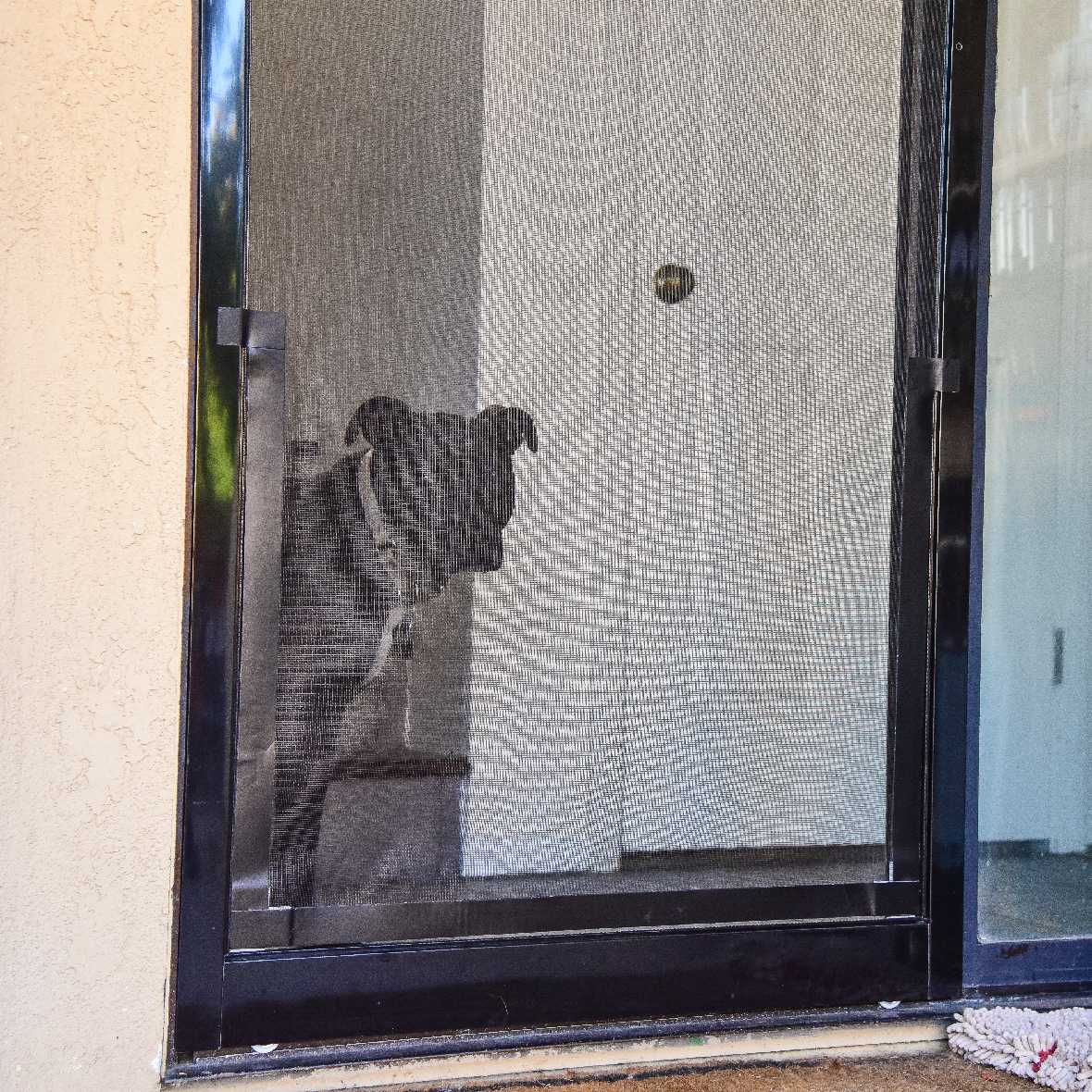 A dog is looking through a screen door.