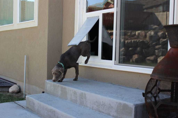 Pet Door Products  In The Glass Pet Door