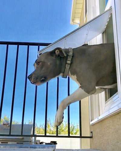 Pet Door Products In The Glass Pet Door