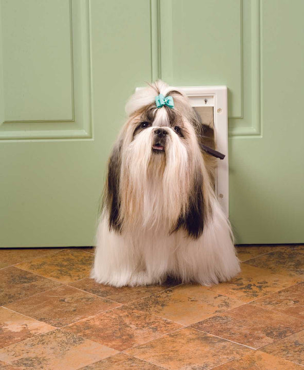 A Shih Tzu with a blue bow is poking its head through a dog door.