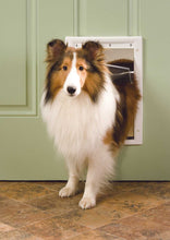 A Sheltie dog is partially through a dog door in a green door.