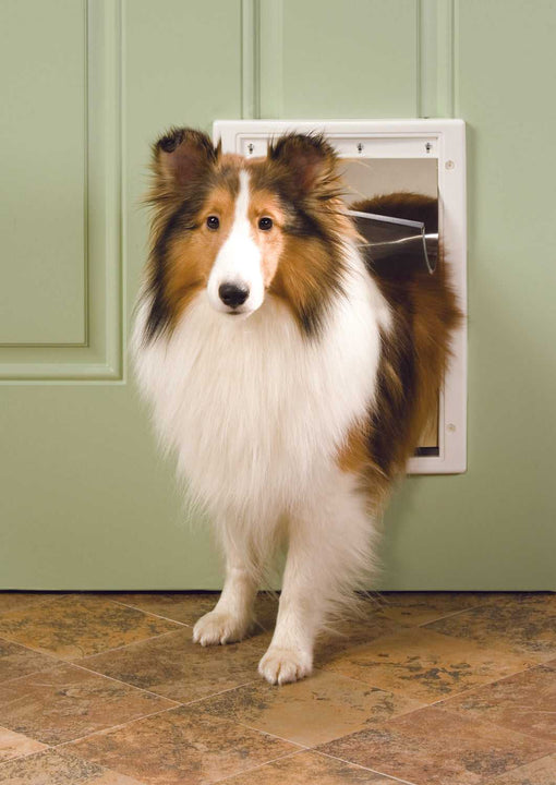 A Sheltie dog is partially through a dog door in a green door.