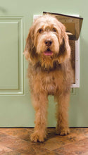 A fluffy, light-brown dog stands in a dog door.