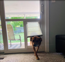 A brown dog is walking through a dog door in a sliding glass door.