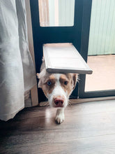 A dog with heterochromia is coming through a pet door.