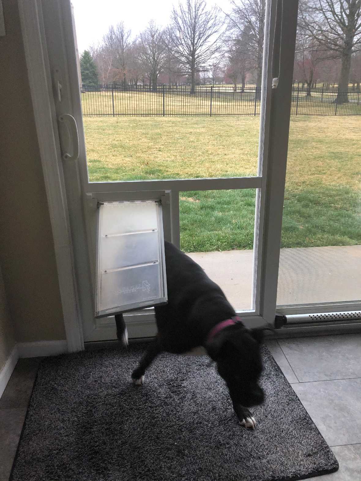 A black dog with a pink collar is halfway through a dog door in a sliding glass door.