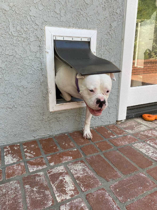 A white bulldog with a black nose exits a dog door.