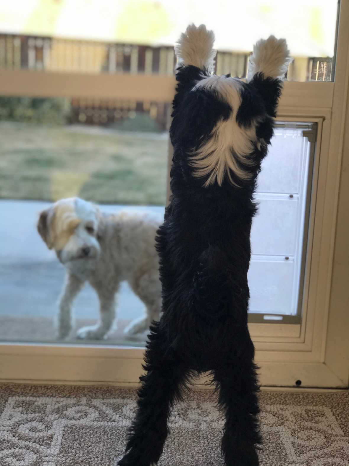 A black and white dog stands on its hind legs, paws on a door with a dog door, while a second light-colored dog looks on from outside.