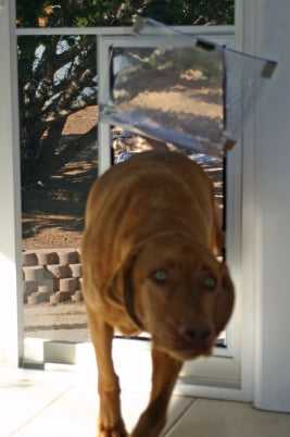 A dog walks through a pet door.