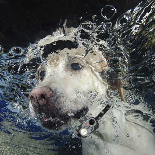 A white dog with a collar swims underwater.