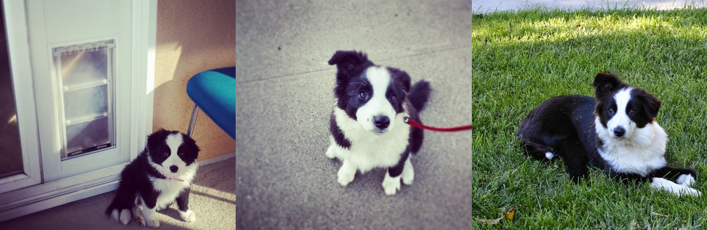 Border Collie Puppy Growth Chart