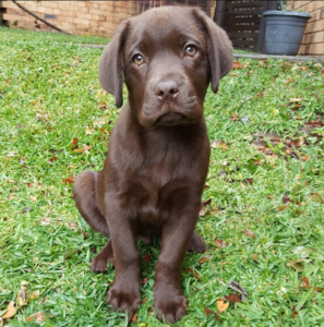 labrador