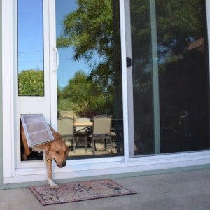 How To Pick A Dog Door Common Concerns And Solutions