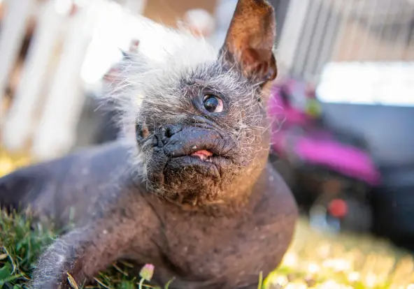 Mr. Happy Face Wins the 2022 World’s Ugliest Dog Contest