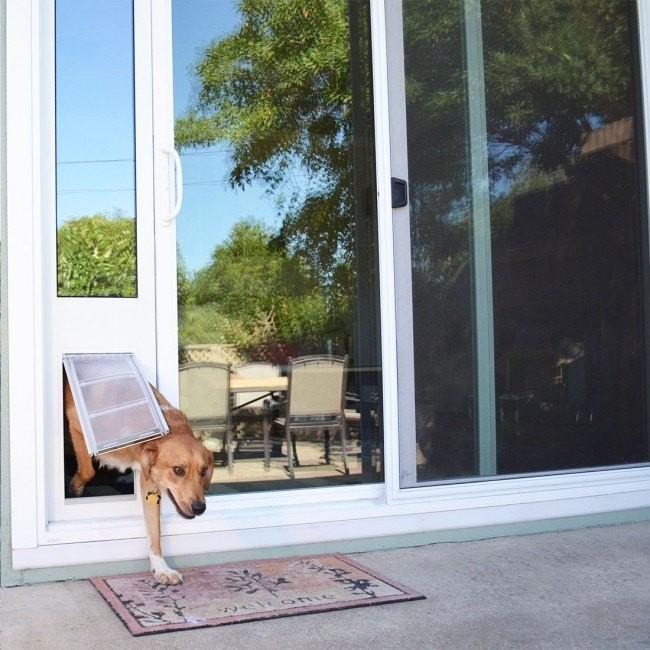 A dog emerges through a dog door in a sliding glass door.