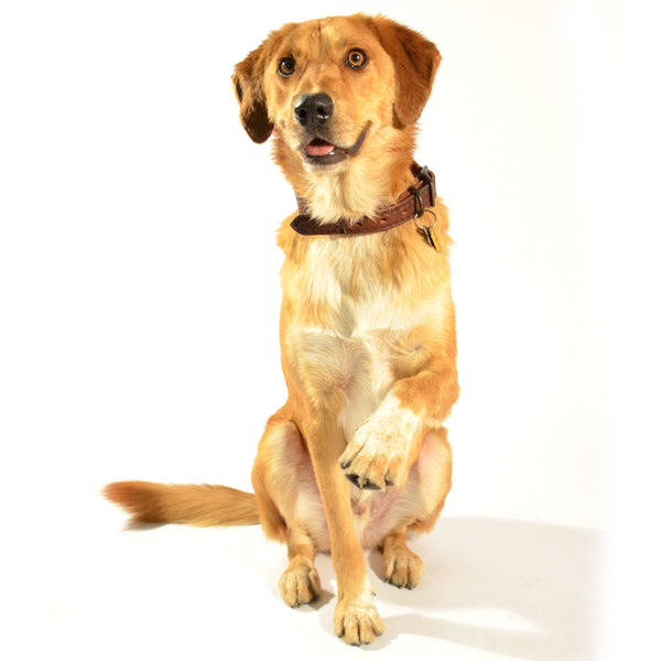 Beyond Barking: the Ultimate Guide to Reading Your Dog's Mind (Body)!